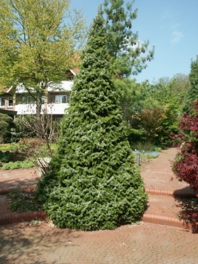 Świerk sxerbski (Picea omorica) 